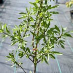 Mandľovník (Prunus amygdalus) ´TEXAS´, výška: 90-120 cm, kont. C3L (-27°C)   